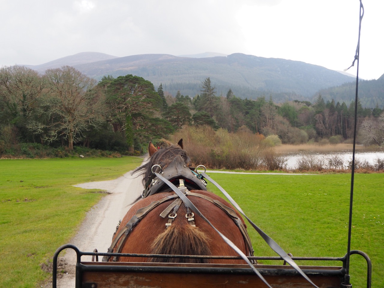 Jaunting Car Killarney National Park Ireland The Postcard