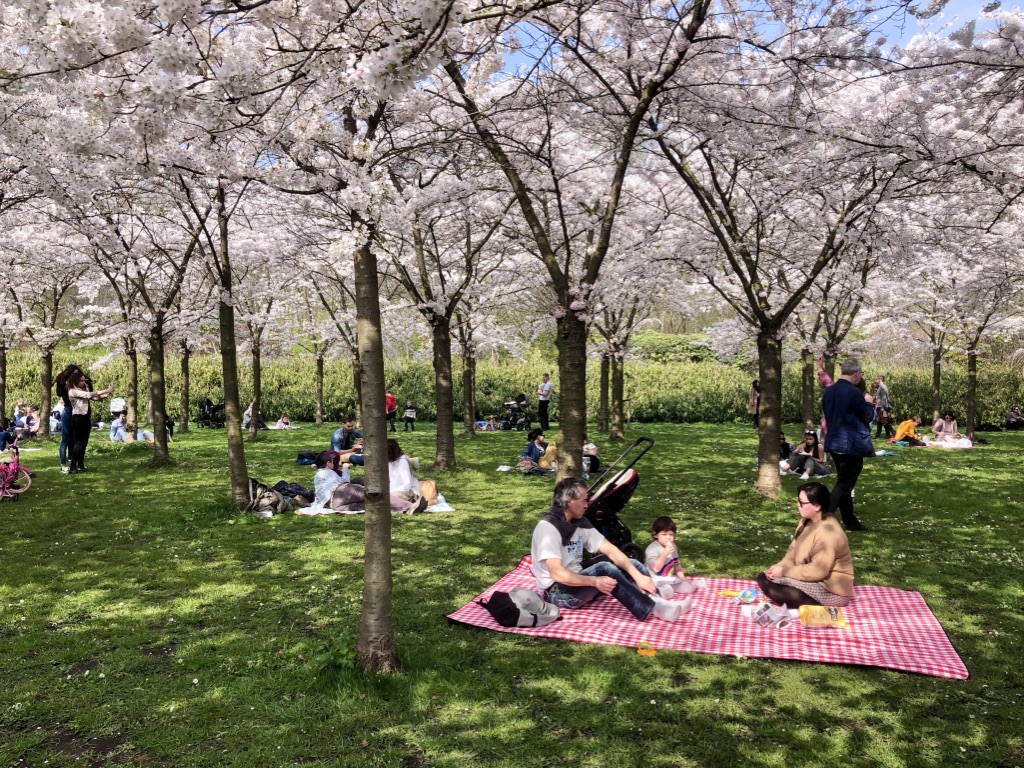 Image result for amsterdam cherry blossom festival