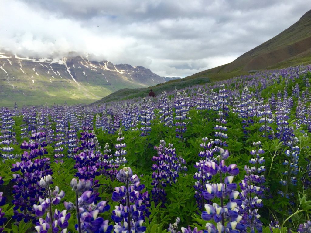 Our 9-Day Trip Itinerary Around Iceland’s Ring Road | The Postcard