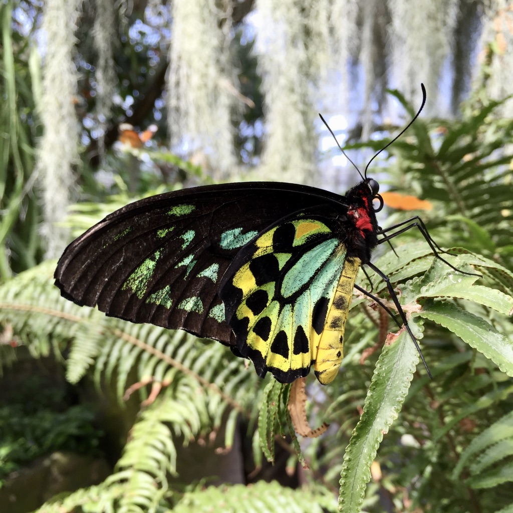 NiagaraParksBotanicalGardensbutterflyconservatory The Postcard