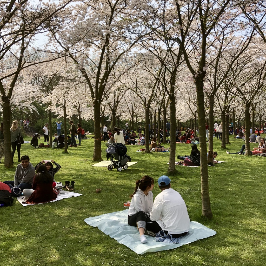 Amsterdam's Cherry Blossom Festival | The Postcard